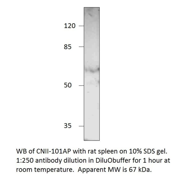 Anti-NT5C2 Antibody from FabGennix (CNII-101AP) - Antibodies.com