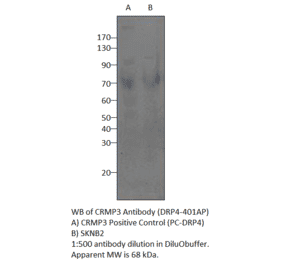 Anti-CRMP3 Antibody from FabGennix (DRP4-401AP) - Antibodies.com