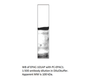 Anti-EPAC1 Antibody from FabGennix (EPAC-101AP) - Antibodies.com