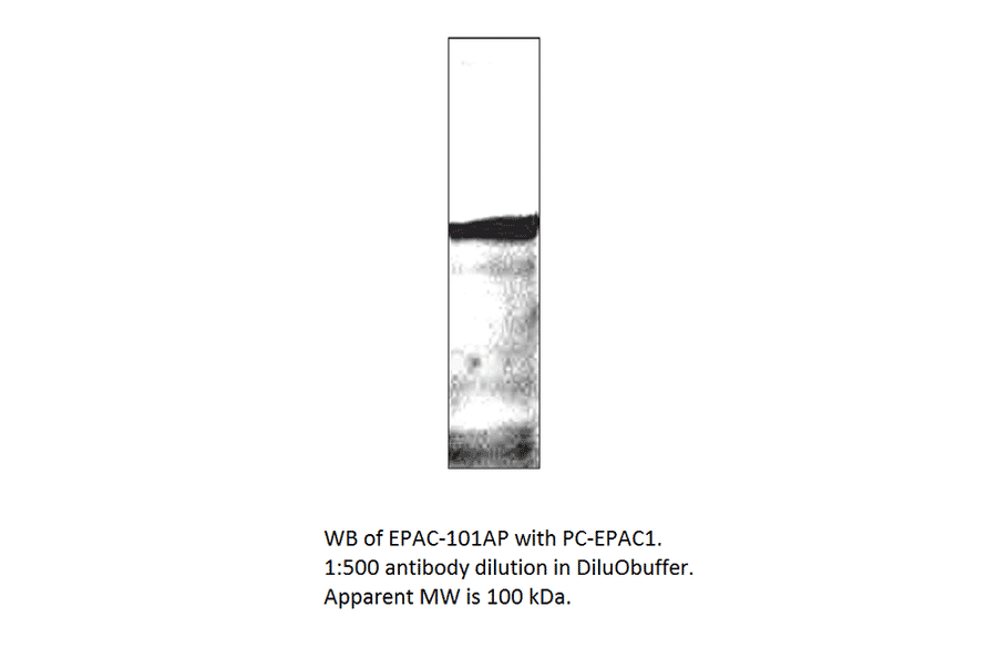 Anti-EPAC1 Antibody from FabGennix (EPAC-101AP) - Antibodies.com