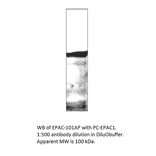 Anti-EPAC1 Antibody from FabGennix (EPAC-101AP) - Antibodies.com