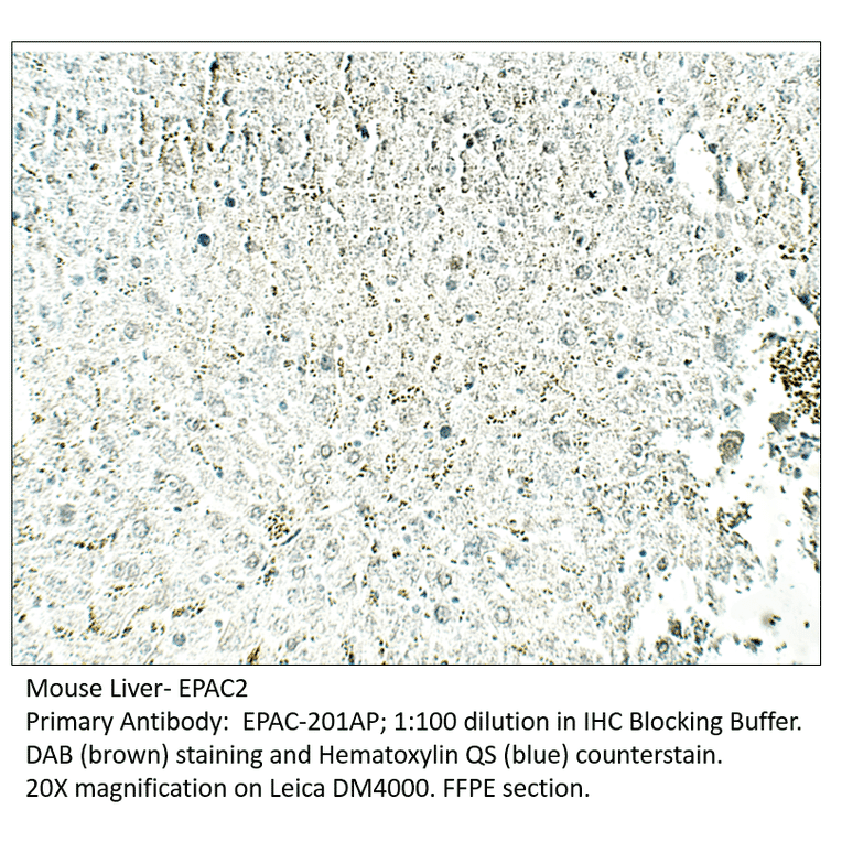 Anti-EPAC2 Antibody from FabGennix (EPAC-201AP) - Antibodies.com