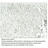 Anti-EPAC2 Antibody from FabGennix (EPAC-201AP) - Antibodies.com