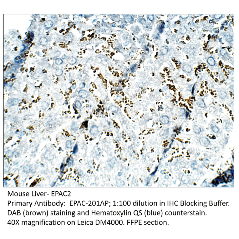 Anti-EPAC2 Antibody from FabGennix (EPAC-201AP) - Antibodies.com