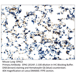 Anti-EPAC2 Antibody from FabGennix (EPAC-201AP) - Antibodies.com