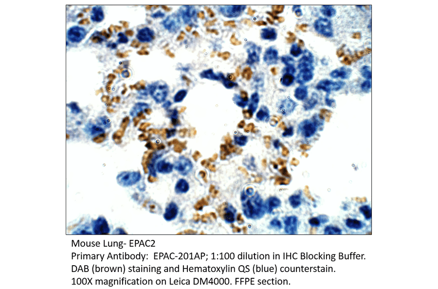 Anti-EPAC2 Antibody from FabGennix (EPAC-201AP) - Antibodies.com