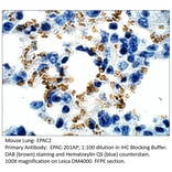 Anti-EPAC2 Antibody from FabGennix (EPAC-201AP) - Antibodies.com