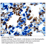 Anti-EPAC2 Antibody from FabGennix (EPAC-201AP) - Antibodies.com