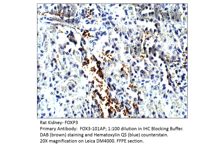 Anti-FOXP3 Antibody from FabGennix (FOX3-101AP) - Antibodies.com