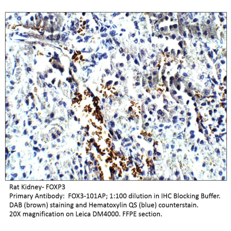 Anti-FOXP3 Antibody from FabGennix (FOX3-101AP) - Antibodies.com