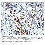 Anti-FOXP3 Antibody from FabGennix (FOX3-101AP) - Antibodies.com