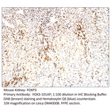 Anti-FOXP3 Antibody from FabGennix (FOX3-101AP) - Antibodies.com