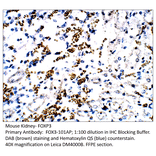 Anti-FOXP3 Antibody from FabGennix (FOX3-101AP) - Antibodies.com