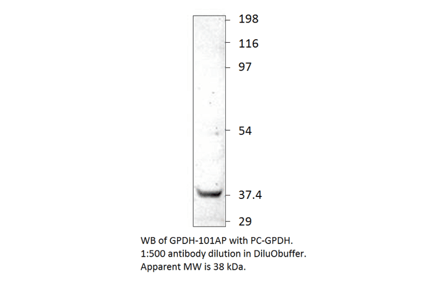 Anti-GAPDH Antibody from FabGennix (GPDH-101AP) - Antibodies.com