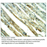 Anti-GAPDH Antibody from FabGennix (GPDH-101AP) - Antibodies.com