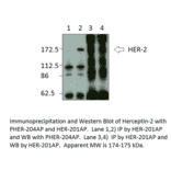Anti-ErbB 2 Antibody from FabGennix (HER-201AP) - Antibodies.com