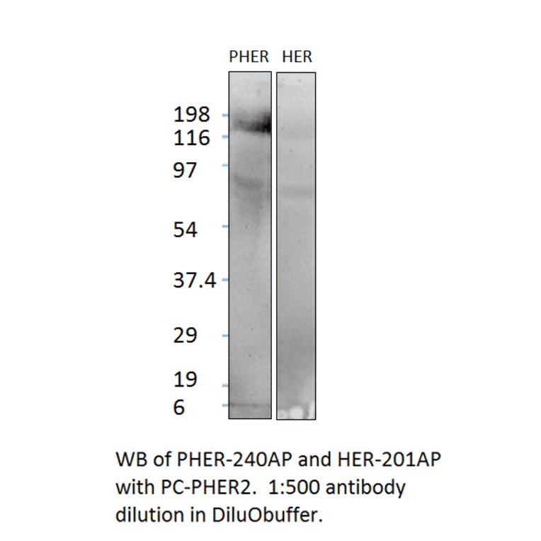 Anti-ErbB 2 Antibody from FabGennix (HER-201AP) - Antibodies.com