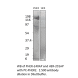 Anti-ErbB 2 Antibody from FabGennix (HER-201AP) - Antibodies.com