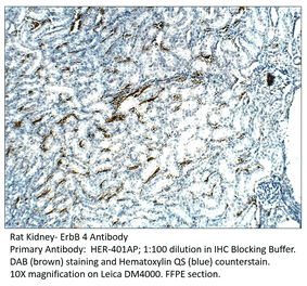 Anti-ErbB 4 Antibody from FabGennix (HER-401AP) - Antibodies.com
