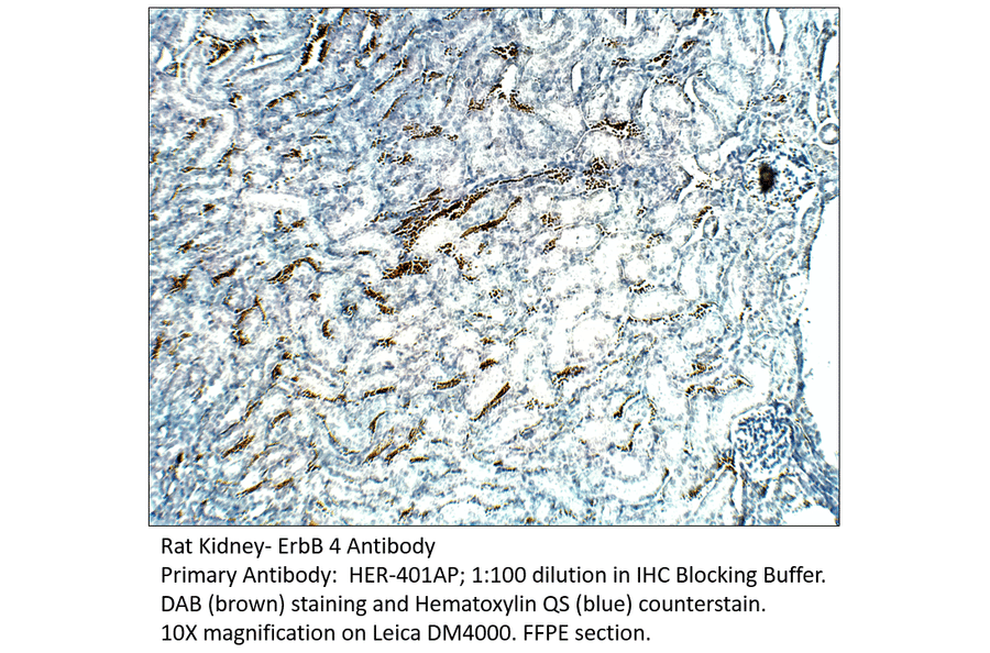 Anti-ErbB 4 Antibody from FabGennix (HER-401AP) - Antibodies.com