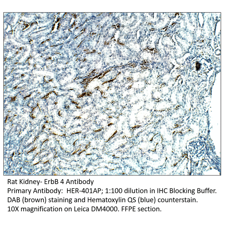 Anti-ErbB 4 Antibody from FabGennix (HER-401AP) - Antibodies.com