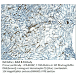Anti-ErbB 4 Antibody from FabGennix (HER-401AP) - Antibodies.com
