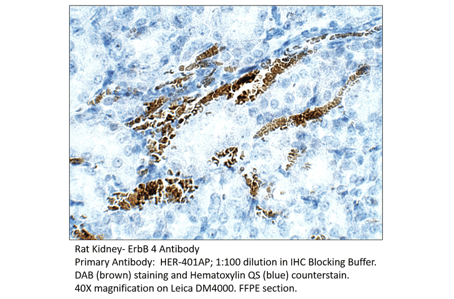 Anti-ErbB 4 Antibody from FabGennix (HER-401AP) - Antibodies.com