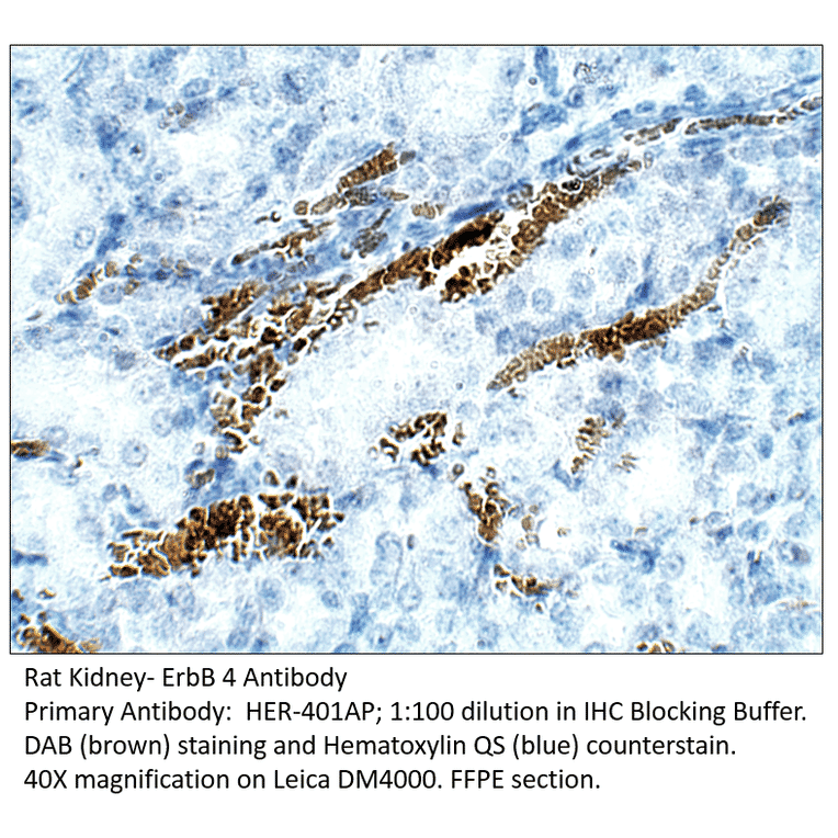 Anti-ErbB 4 Antibody from FabGennix (HER-401AP) - Antibodies.com