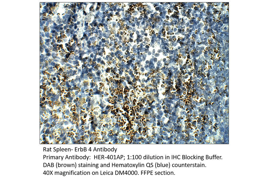 Anti-ErbB 4 Antibody from FabGennix (HER-401AP) - Antibodies.com