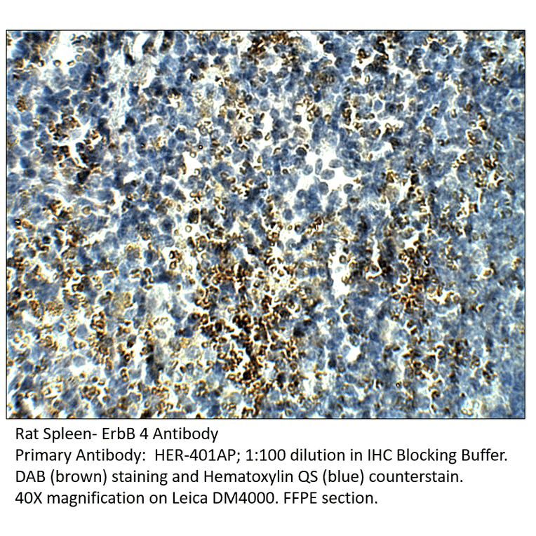 Anti-ErbB 4 Antibody from FabGennix (HER-401AP) - Antibodies.com