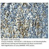 Anti-ErbB 4 Antibody from FabGennix (HER-401AP) - Antibodies.com