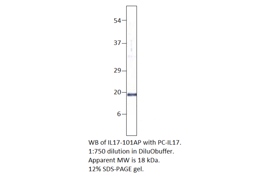 Anti-IL17A Antibody from FabGennix (IL17-101AP) - Antibodies.com