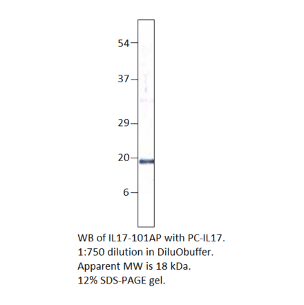 Anti-IL17A Antibody from FabGennix (IL17-101AP) - Antibodies.com