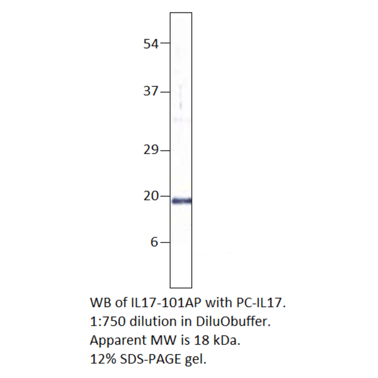 Anti-IL17A Antibody from FabGennix (IL17-101AP) - Antibodies.com