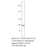 Anti-IL17A Antibody from FabGennix (IL17-101AP) - Antibodies.com