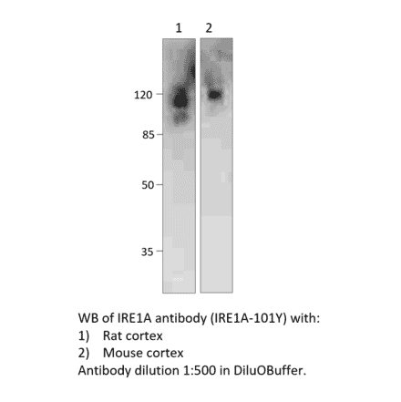 Anti-IRE1A Antibody from FabGennix (IRE1A-101Y) - Antibodies.com