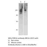Anti-IRE1A Antibody from FabGennix (IRE1A-101Y) - Antibodies.com