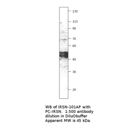 Anti-FNDC5 Antibody from FabGennix (IRSN-101AP) - Antibodies.com