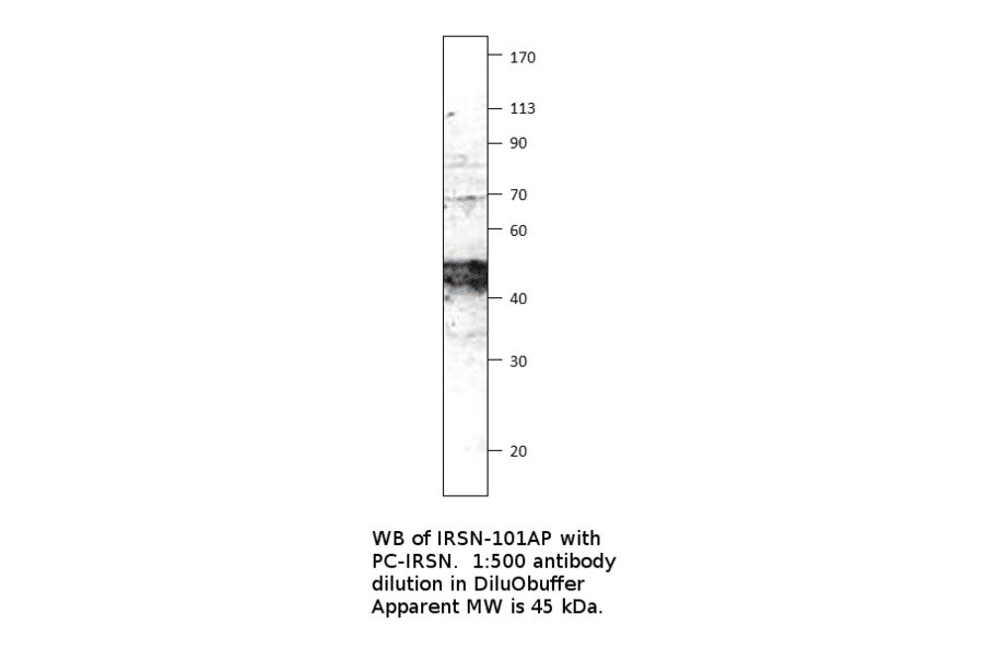 Anti-FNDC5 Antibody from FabGennix (IRSN-101AP) - Antibodies.com
