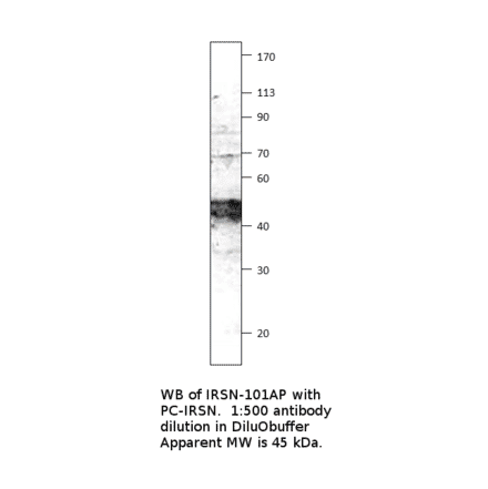 Anti-FNDC5 Antibody from FabGennix (IRSN-101AP) - Antibodies.com