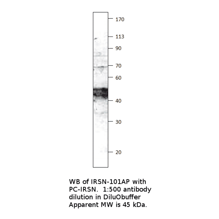 Anti-FNDC5 Antibody from FabGennix (IRSN-101AP) - Antibodies.com