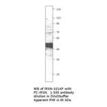 Anti-FNDC5 Antibody from FabGennix (IRSN-101AP) - Antibodies.com