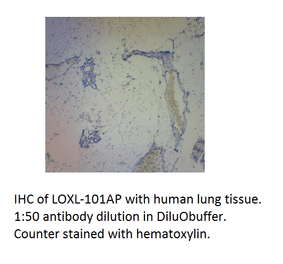 Anti-LOXL1 Antibody from FabGennix (LOXL-101AP) - Antibodies.com