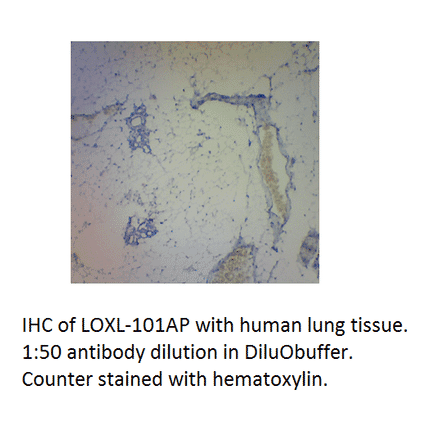 Anti-LOXL1 Antibody from FabGennix (LOXL-101AP) - Antibodies.com