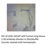 Anti-LOXL1 Antibody from FabGennix (LOXL-101AP) - Antibodies.com
