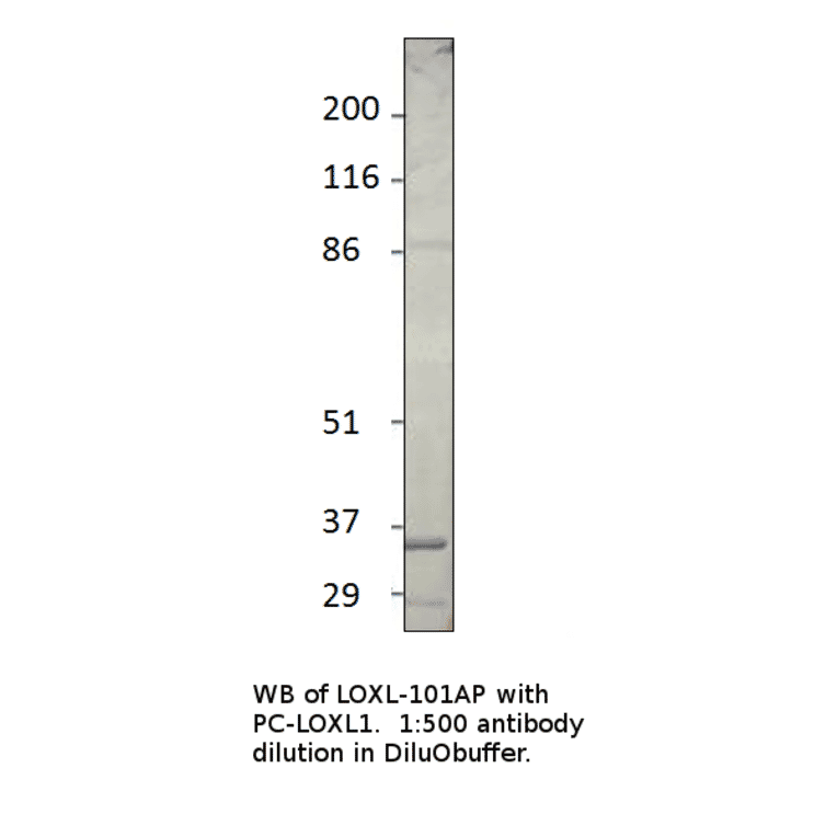 Anti-LOXL1 Antibody from FabGennix (LOXL-101AP) - Antibodies.com