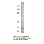 Anti-LOXL1 Antibody from FabGennix (LOXL-101AP) - Antibodies.com