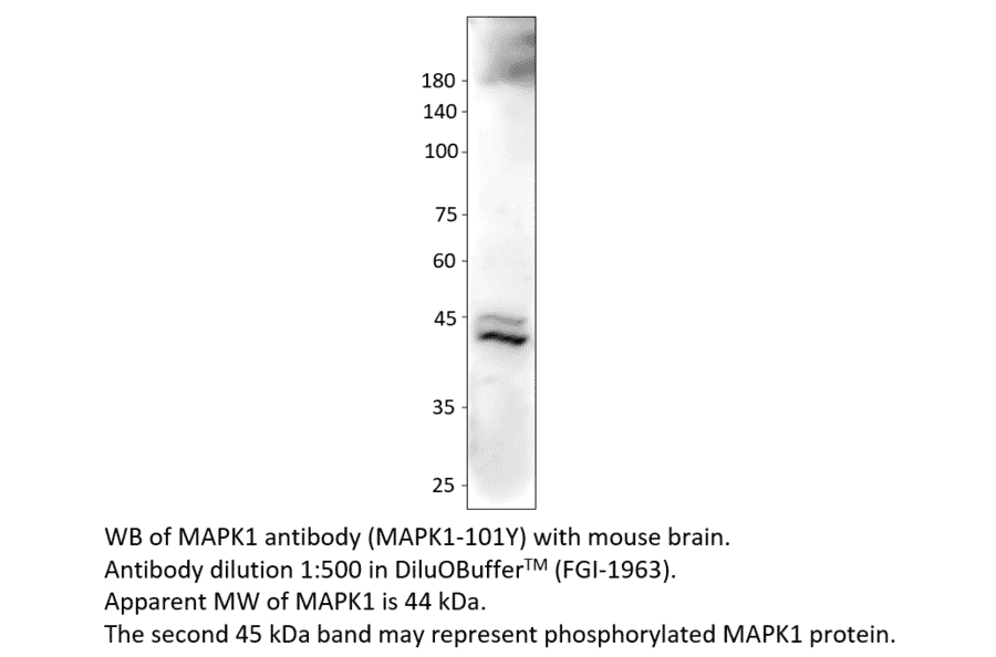 Anti-MAPK1 Antibody from FabGennix (MAPK1-101Y) - Antibodies.com