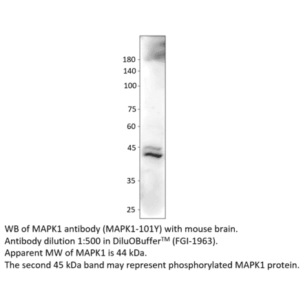 Anti-MAPK1 Antibody from FabGennix (MAPK1-101Y) - Antibodies.com