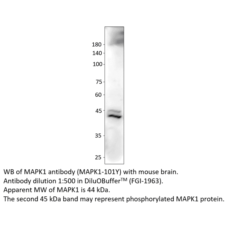 Anti-MAPK1 Antibody from FabGennix (MAPK1-101Y) - Antibodies.com
